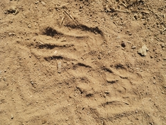 Procyon cancrivorus