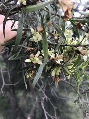 Eremophila mitchellii