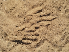 Procyon cancrivorus