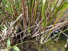 Acrostichum danaeifolium