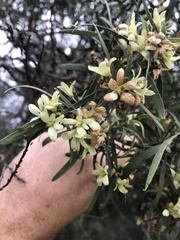 Eremophila mitchellii