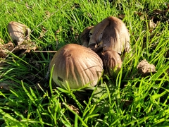 Coprinopsis atramentaria