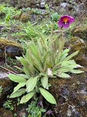 Meconopsis grandis