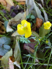 Ranunculus acris