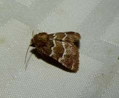 Nacopa bistrigata