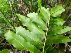 Acrostichum danaeifolium
