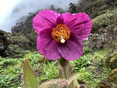 Meconopsis grandis