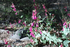 Penstemon pseudospectabilis