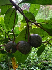 Voacanga africana