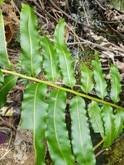 Acrostichum danaeifolium