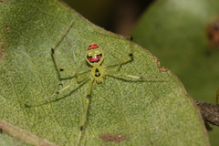Theridion grallator