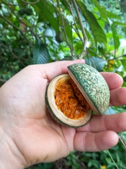 Voacanga africana