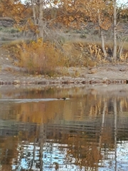 Ondatra zibethicus