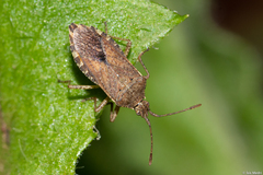 Hypselonotini