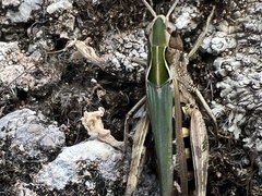 Omocestus