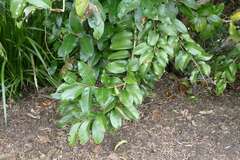 Celastrus subspicatus