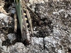 Omocestus