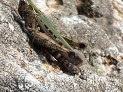 Omocestus