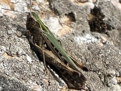 Omocestus