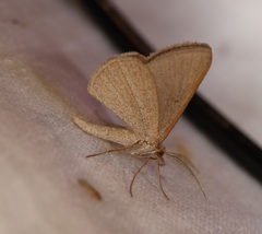 Isturgia penthearia