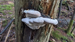 Fomitopsidaceae