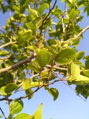 Celtis africana