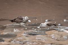Larus dominicanus dominicanus