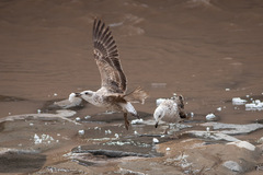 Larus dominicanus dominicanus