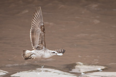 Larus dominicanus dominicanus