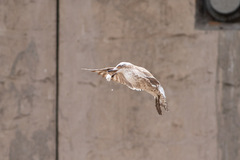 Larus dominicanus dominicanus
