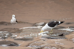 Larus dominicanus dominicanus