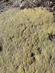 Azorella