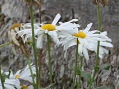 Leucanthemum