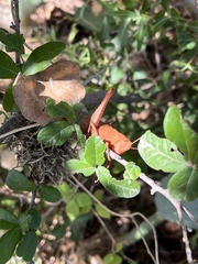 Schistocerca damnifica