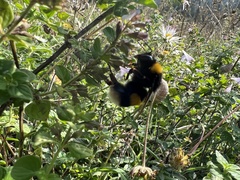 Bombus