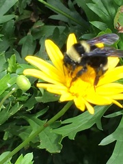 Bombus medius