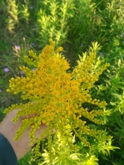 Solidago chilensis