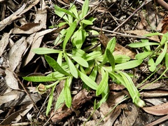 Coronidium scorpioides