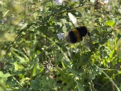 Bombus