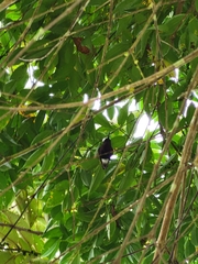 Microchera albocoronata