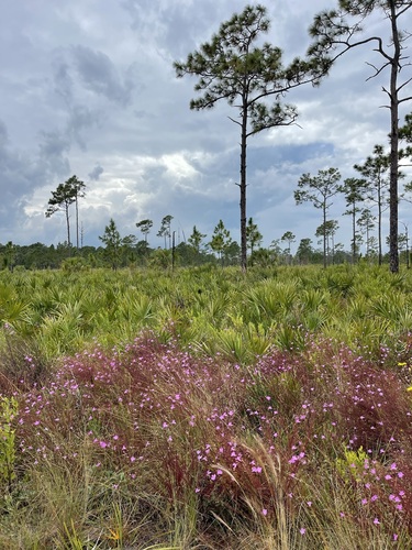 Image of Agalinis filifolia by (c) Brandon Corder, some rights reserved (CC BY)
