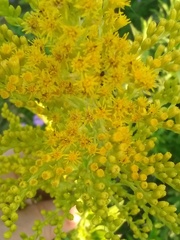 Solidago chilensis