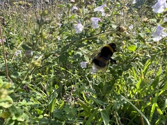 Bombus