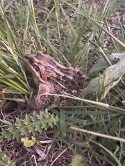 Leptodactylus luctator