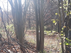 Phellodendron amurense