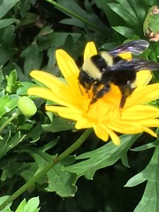 Bombus medius