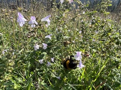 Bombus