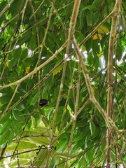 Microchera albocoronata