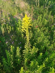 Solidago chilensis