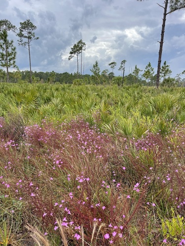 Image of Agalinis filifolia by (c) Brandon Corder, some rights reserved (CC BY)